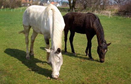 Ferienhaus Görmer mit Wasserbett - Foto 35