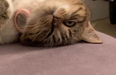 Gite 1er Cru - La Loubertine - Foto 20