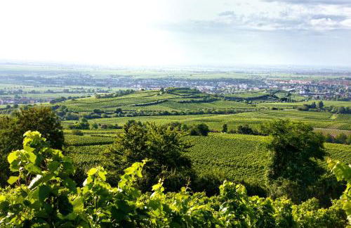 Winzerhof Schwerdt - Foto 34