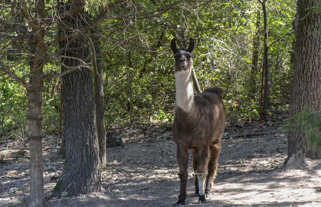 Llama House - Foto 55