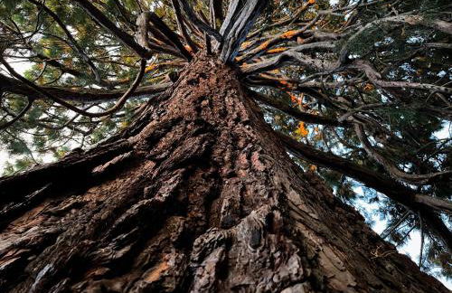 Le Séquoia - Foto 1