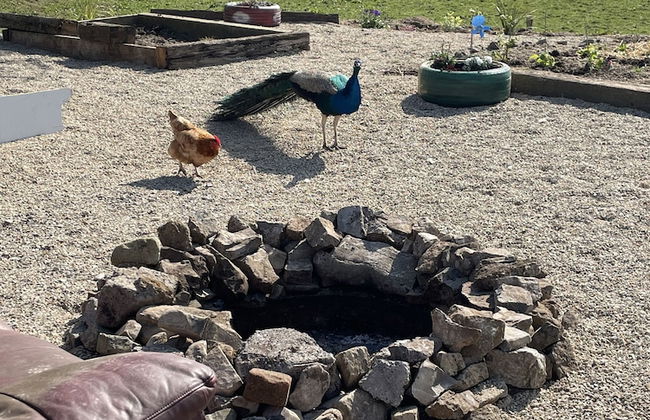 Farm Stay Property Pets and Families Welcome - Foto 36