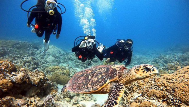 Nadando junto a una tortuga marina