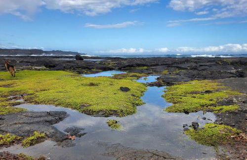 The Aloha Green House Retreat with Ocean Views! - Foto 32