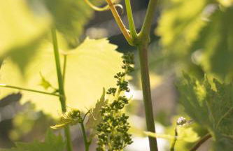 SOLE SPECIAL AP-DOUBLE SOFA BED with TOPPER - Foto 33