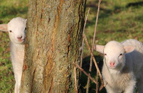 La Fermette des Ramolleux - Foto 20