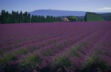 Mas du Barroux - Foto 44