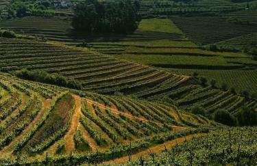 Quinta de Baixo - Photo 42