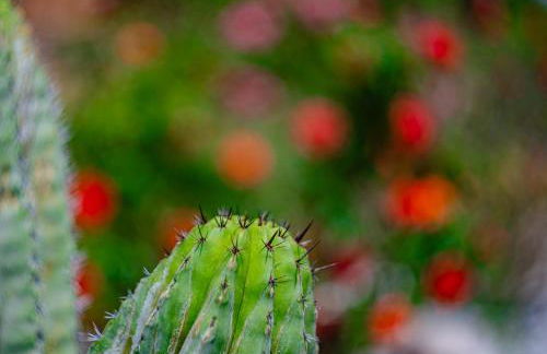 Casa Coromandel - Foto 27