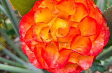 Tropical Garden - Photo 22