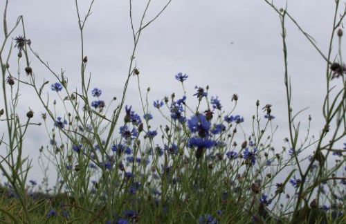 Ferienwohnung Fleur de Lys Urlaub auf Anfrage mit Hund - Foto 40