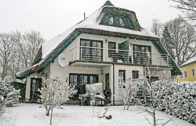 Strandflieder - Foto 26