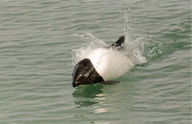 Excursión a las islas Magdalena y Marta en lancha rápida - Foto 7