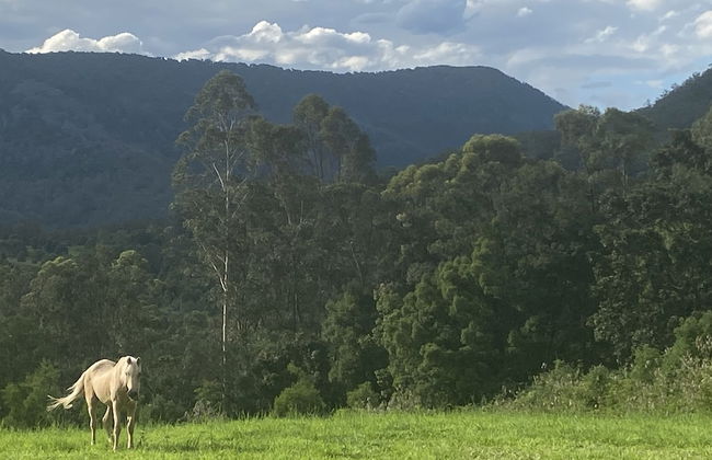Nimbin Waterfall Retreat - Photo 40