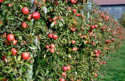 Baumanns Ferienhof Am See - Foto 16