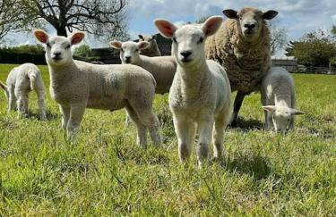 The Lambing Lodge - Foto 24