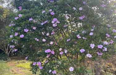 Sitio descanso da Serra - Foto 18
