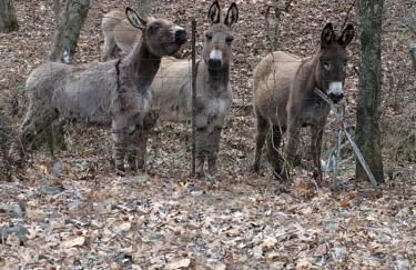 Brenda Lee History 2BR Villa Pool Hot Tub - Photo 53