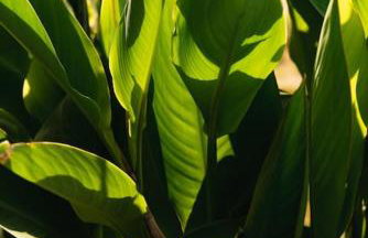 Nas Mar & Twins - Aristea - Foto 6