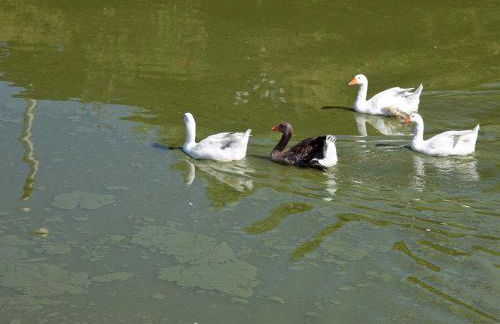 Villa in Alia With Pool & Olive Views - Foto 41