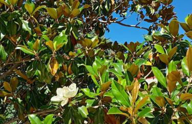 La casa di Bella a tradional stone house with barbecue - Photo 14