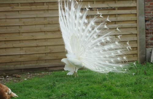 Maison de maître en baie de Somme - Foto 8