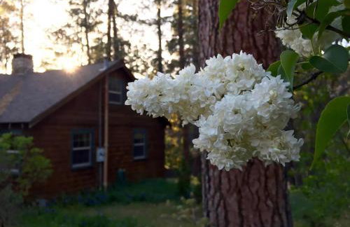 Ahwahnee-be Vintage Cabin - Walk to town! - Foto 10