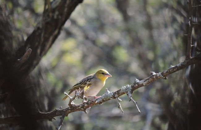 Umvangazi Rest - Enjoy a Relaxing, Rejuvenating and Peaceful Setting in the Bush - Foto 36