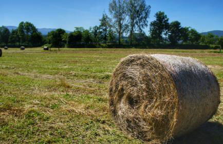 Agriturismo Casa Agricola Rossi Appartamenti in Casentino - Foto 41