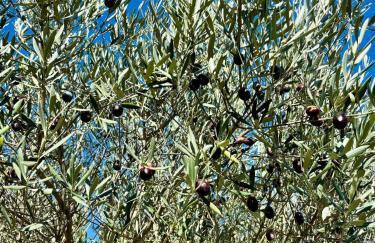 Villa Soleil Piscine Jacuzzi Pétanque Espace bbq billard et salons extérieurs - Foto 48