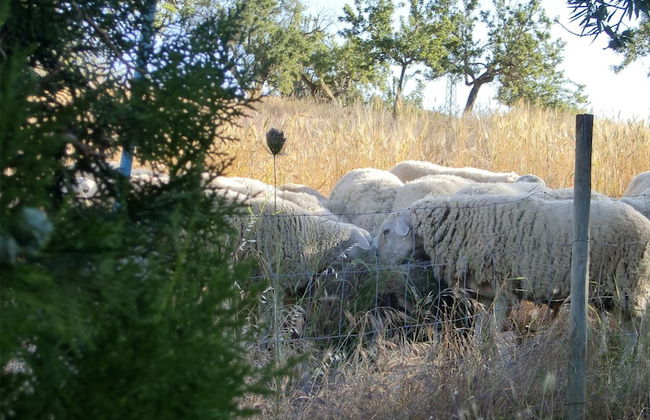 Agroturisme Perola - Adults Only - Foto 23