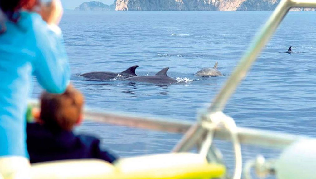 Experience a Sunrise with Dolphins - Early Morning Boat Tour - From Port d’Alcudia - Photo 1