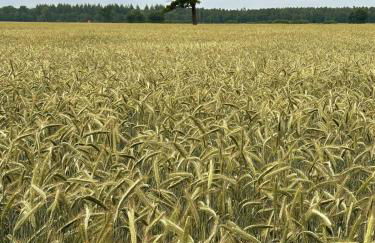 Tiny House mit Saunafass im Wendland - Foto 19