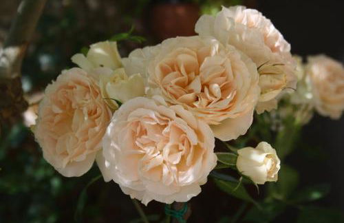 L'Incanto di Civita - Foto 8