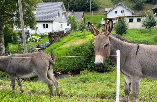 Ferienwohnung im Historischen Schwarzwaldhaus - Foto 14