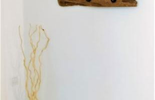 Calamilloraptm - Foto 20