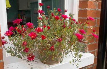 Pretty coastal victorian cottage in Yarmouth IOW - Foto 21
