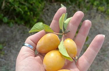 Il Praedio Della Reale - Foto 24