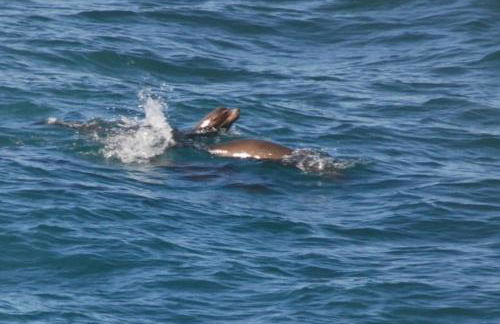 Pacific Bliss Haven - Foto 36