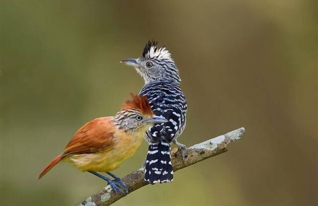 Adventure Eco Villas - Foto 38