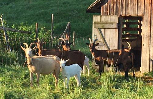 Baumhaus auf dem Kellerberg - Foto 20