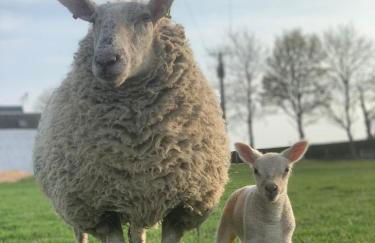 South Doll Farm Cottage - Foto 44