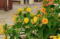 Partiu Praia SC- Piscina, Ar condicionado, wi-fi, duas quadras da praia e centrinho - Foto 60