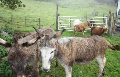 Ardgarry Farm - Photo 45