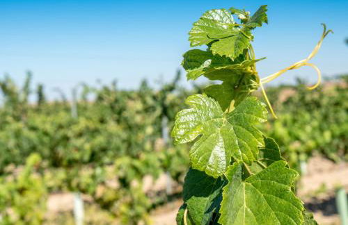 Fontes Bárbaras Enoturismo - Foto 29