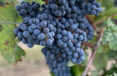 Ferienwohnung Palatina - Auszeit in der Südpfalz - Foto 51