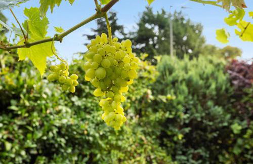 Ferienwohnungen Kuhlmann - Photo 4