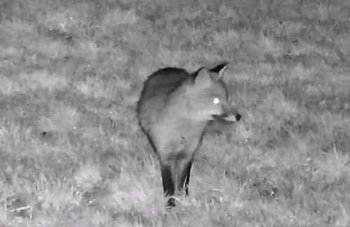 Snug & Secluded Lakeside Shepherds Hut 'Carp' - Foto 31