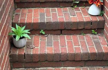 Roomy Oasis DC area pet friendly - Foto 18