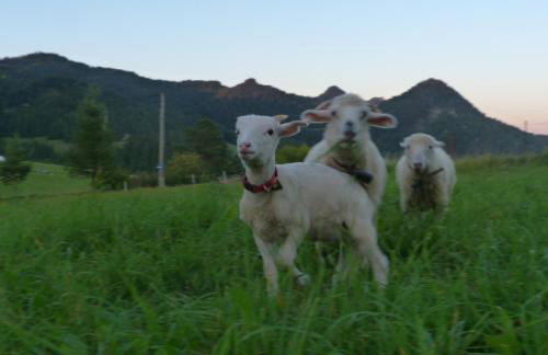 Agroturystyka Pod Zamczyskiem - Photo 38